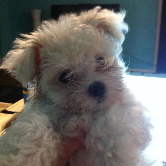 Meet your Posher, Ruckus - Picture 1 of 1