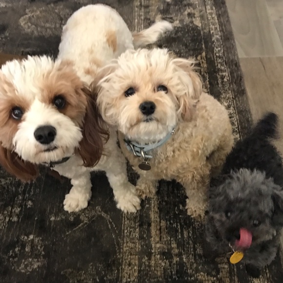 Meet your Posher, Trina - Picture 3 of 3