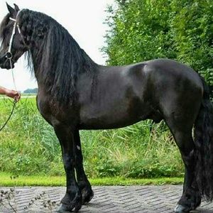 Meet your Posher, Nancy