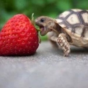 Meet your Posher, Donna