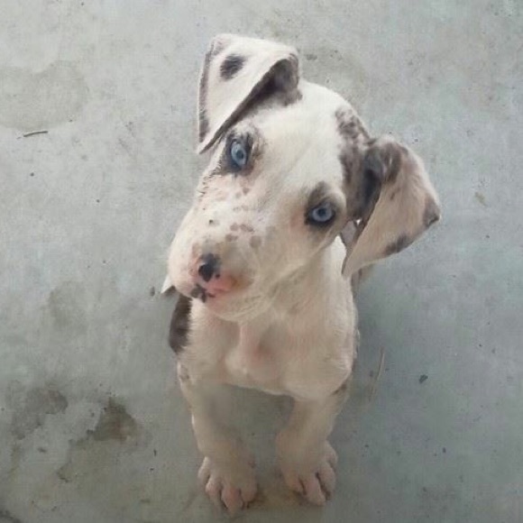 Meet your Posher, Daphne