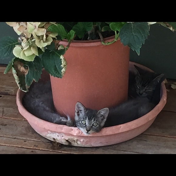 Meet Marthashopper. A TOP RATED SELLER ⭐️⭐️⭐️⭐️⭐️! - Picture 5 of 8