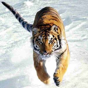 Meet your Posher, Dawn