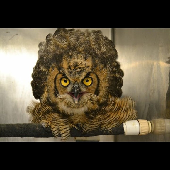 Meet your Posher, Kelsey - Picture 1 of 1