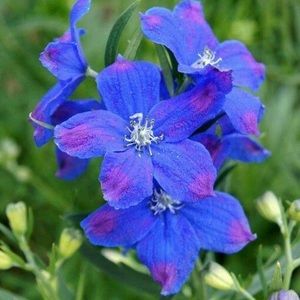 Meet your Posher, Melanie