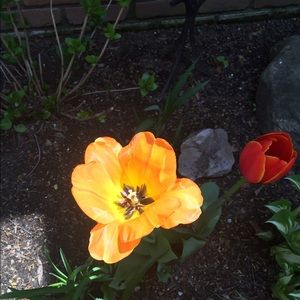 Meet your Posher, Elly