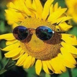 Meet your Posher, Janis