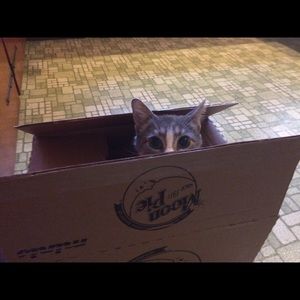 Meet your Posher, Alison