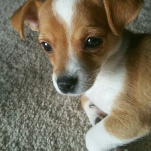 Meet your Posher, Lillie