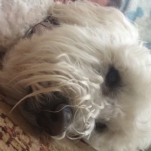 Meet your Posher, Greta