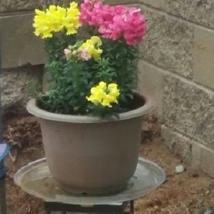 Meet your Posher, Louise