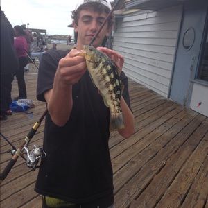 Meet your Posher, Sean