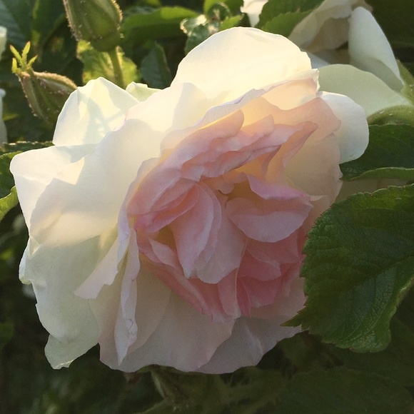 Meet your Posher, Caroline