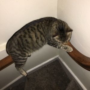 Meet your Posher, Robin