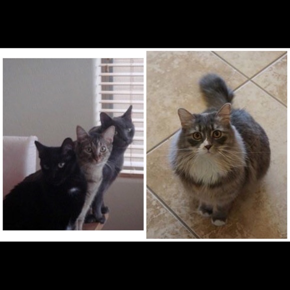 Meet your Posher, Vanessa - Picture 4 of 4