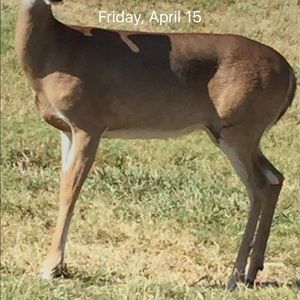 Meet your Posher, Holly