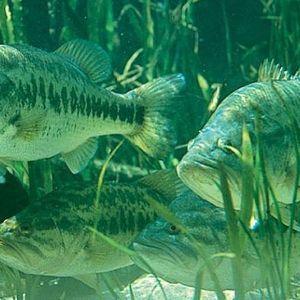 Meet your Posher, Phil