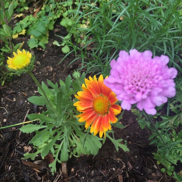 Meet your Posher, Elizabeth - Picture 1 of 1