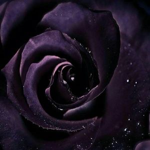 Meet your Posher, Alisia