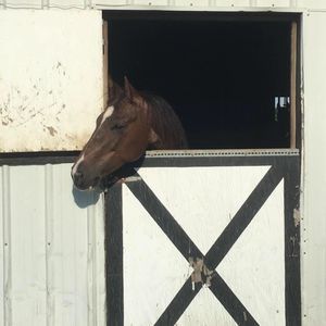 Meet your Posher, Faith