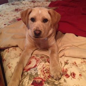 Meet your Posher, Dawn