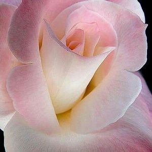 Meet your Posher, Rosa