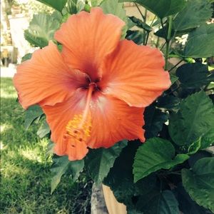 Meet your Posher, Lyn