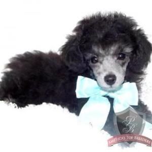 Meet your Posher, Jo