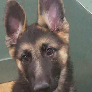 Meet your Posher, Kimi