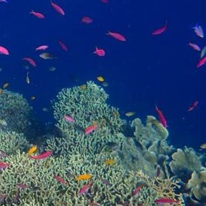 Meet your Posher, Mayluna