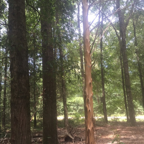 Meet your Posher, Amber - Picture 1 of 1