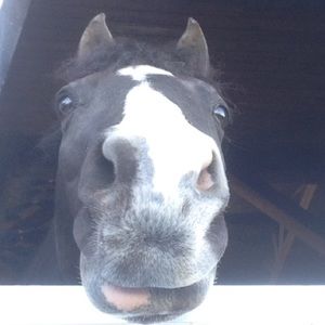 Meet your Posher, Oliver