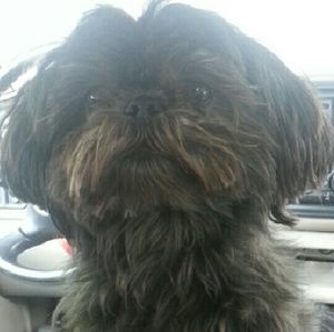 Meet your Posher, Gracie