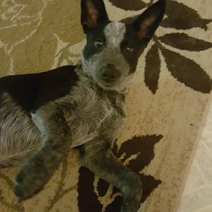 Meet your Posher, Lindsay