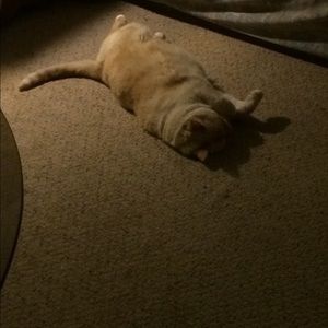 Meet your Posher, Caitlin