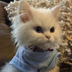 Meet your Posher, Hazelle