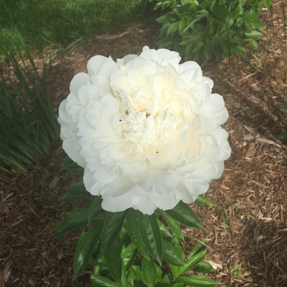 Meet your Posher, Bethany - Picture 1 of 1