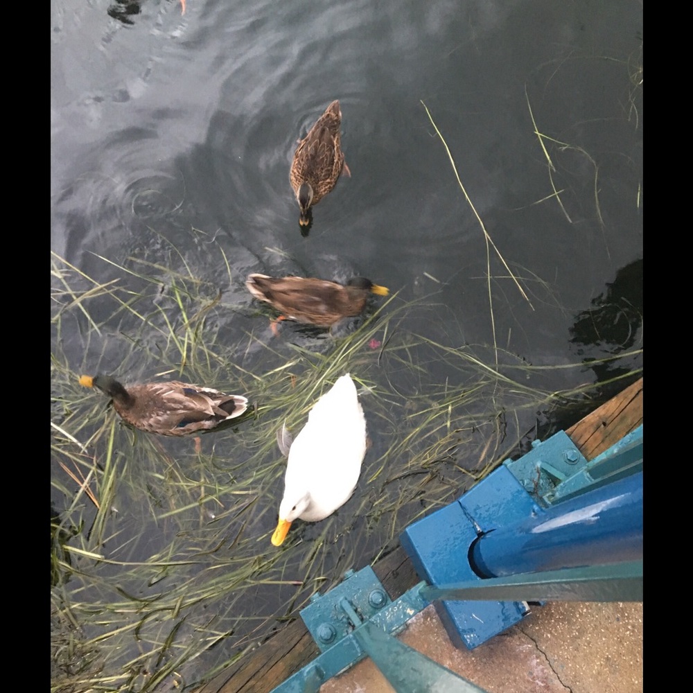 UPDATE! 3/7 Posh Ducklings❤🐤🐧🐧🐧🐧🐧❤️ - Picture 5 of 5