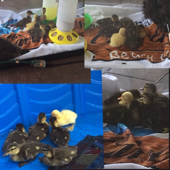 Poshbaby's Other - UPDATE! 3/7 Posh Ducklings❤🐤🐧🐧🐧🐧🐧❤️