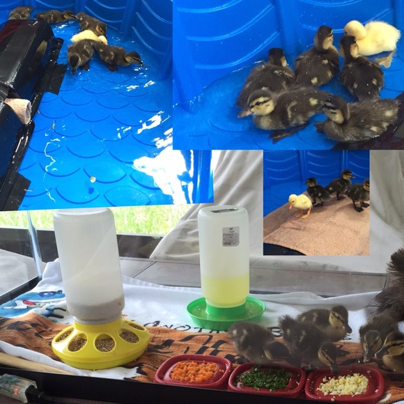UPDATE! 3/7 Posh Ducklings❤🐤🐧🐧🐧🐧🐧❤️ - Picture 2 of 5