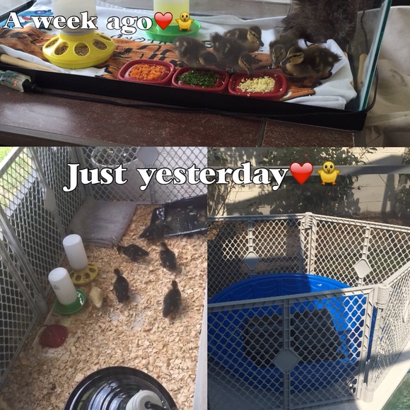 UPDATE! 3/7 Posh Ducklings❤🐤🐧🐧🐧🐧🐧❤️ - Picture 3 of 5