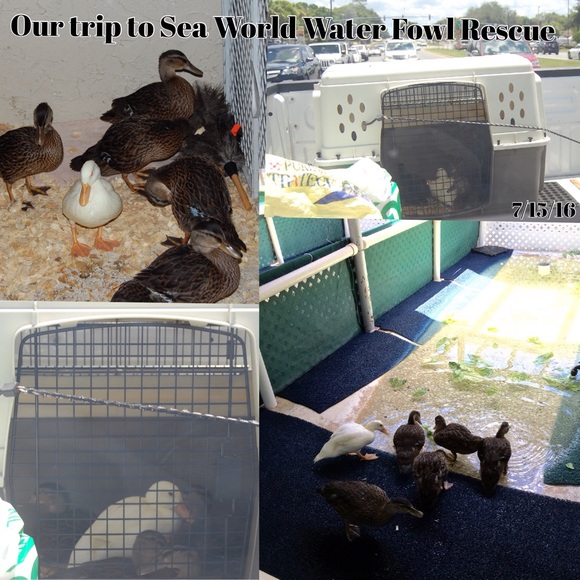 UPDATE! 3/7 Posh Ducklings❤🐤🐧🐧🐧🐧🐧❤️ - Picture 4 of 5