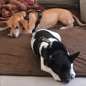 Meet your Posher, Sophia