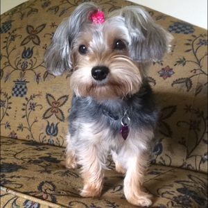 Meet your Posher, Olivia