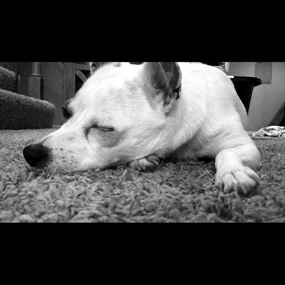 💋Meet your Posher, Destiny💋 Posh ambassador 💙 - Picture 5 of 8