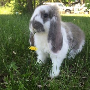 Meet your Posher, Sam