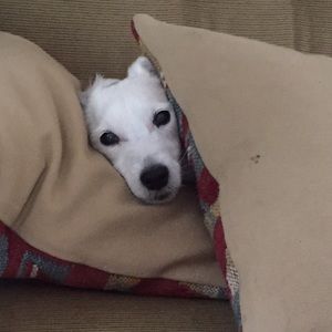 Meet your Posher, Alida