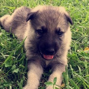 Meet your Posher, Carson