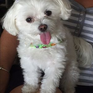 Meet your Posher, Laurie