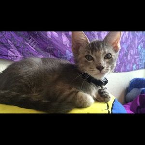 Meet your Posher, Alison